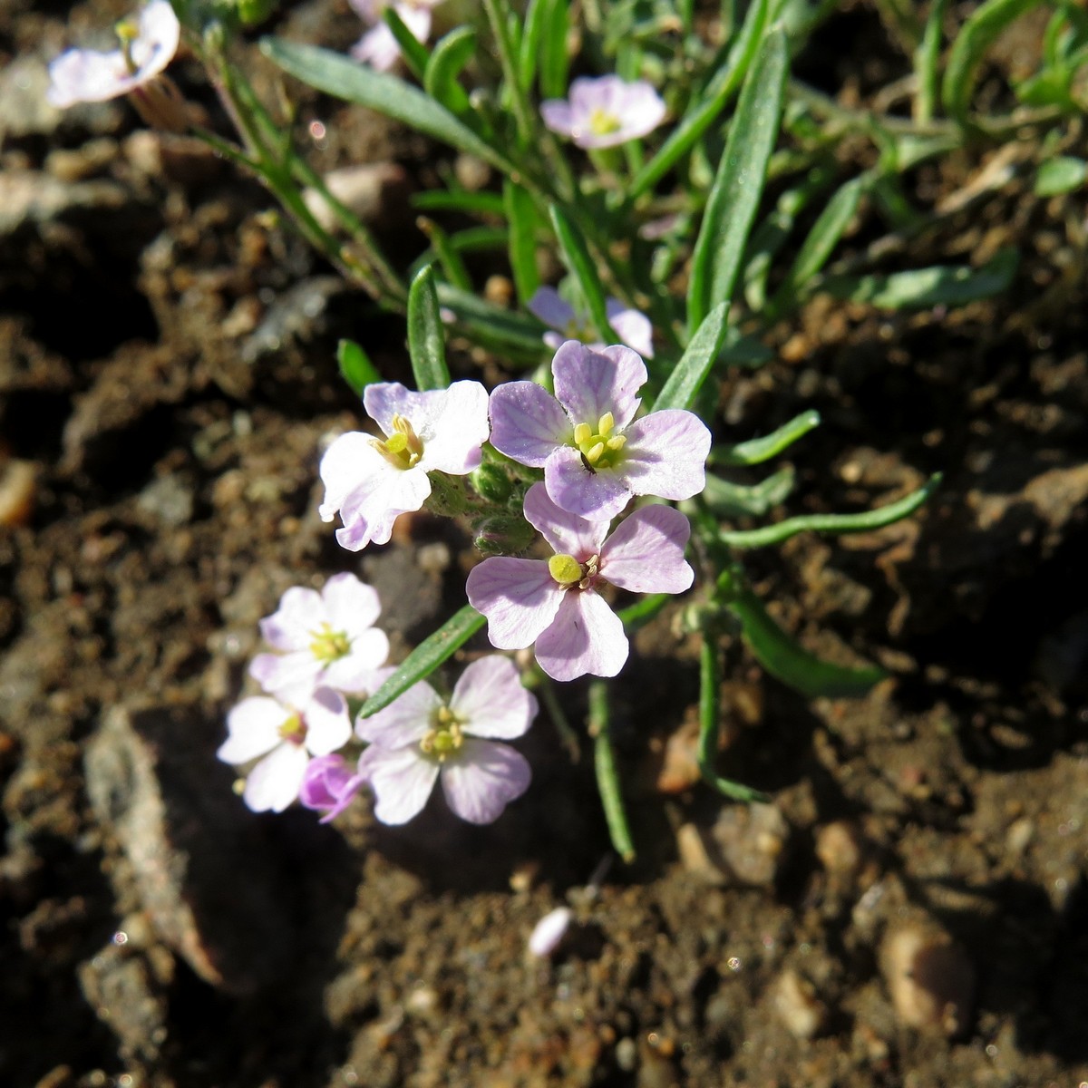 Изображение особи Dontostemon integrifolius var. glandulosus.