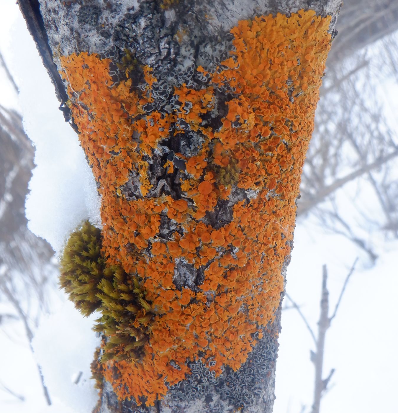 Image of genus Xanthoria specimen.