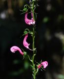 Centropogon urubambae