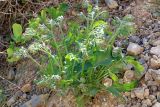 Trachelanthus korolkowii