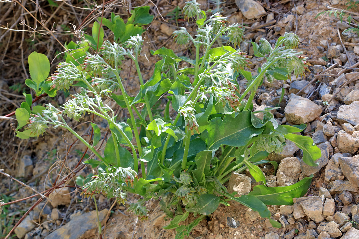 Изображение особи Trachelanthus korolkowii.