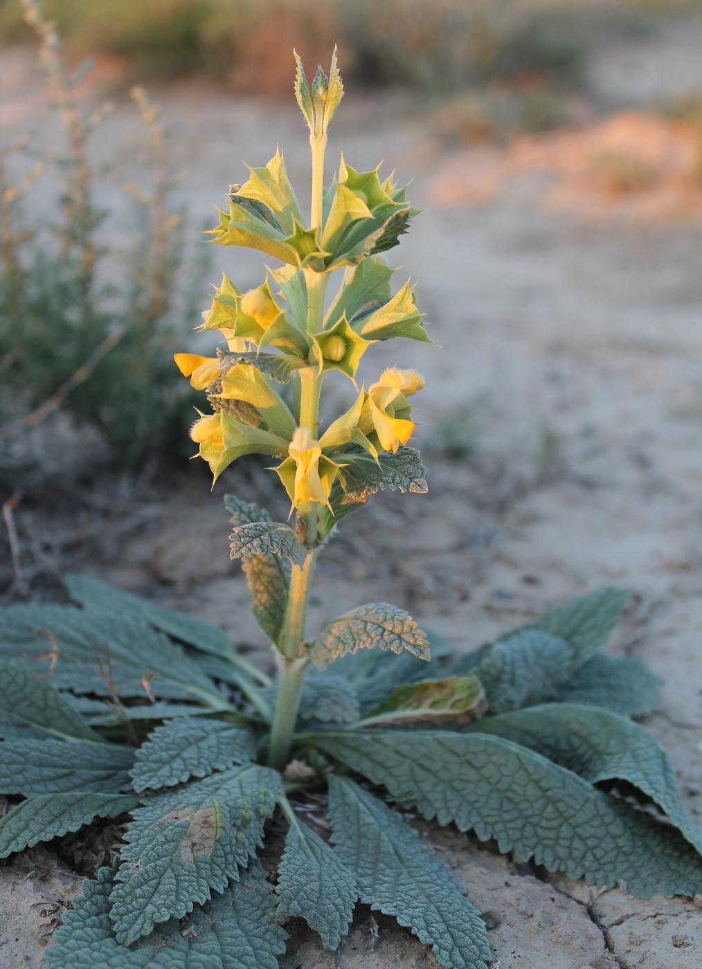 Image of Eremostachys affinis specimen.