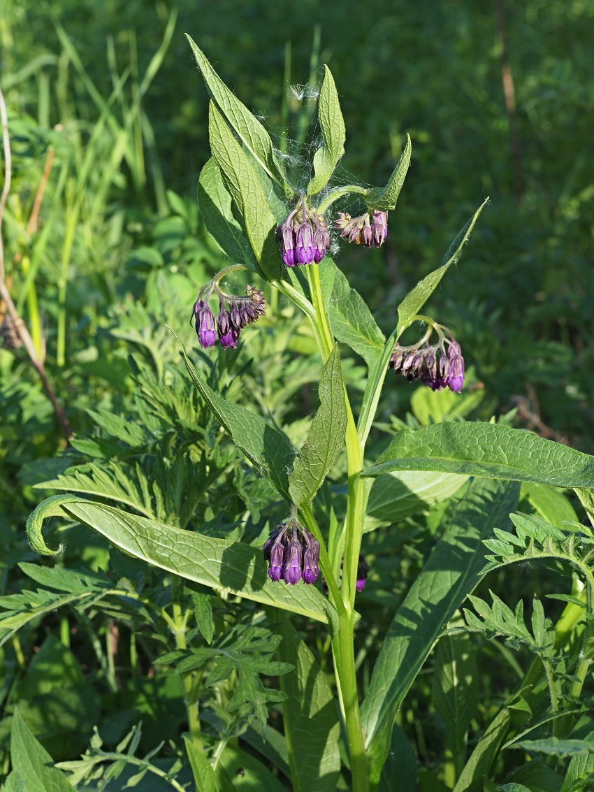 Изображение особи Symphytum officinale.