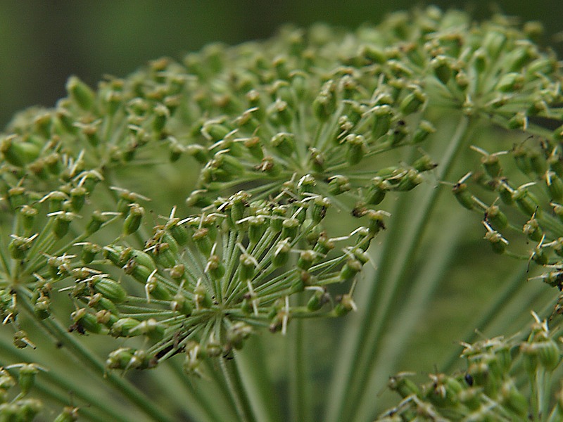 Image of Angelica cincta specimen.