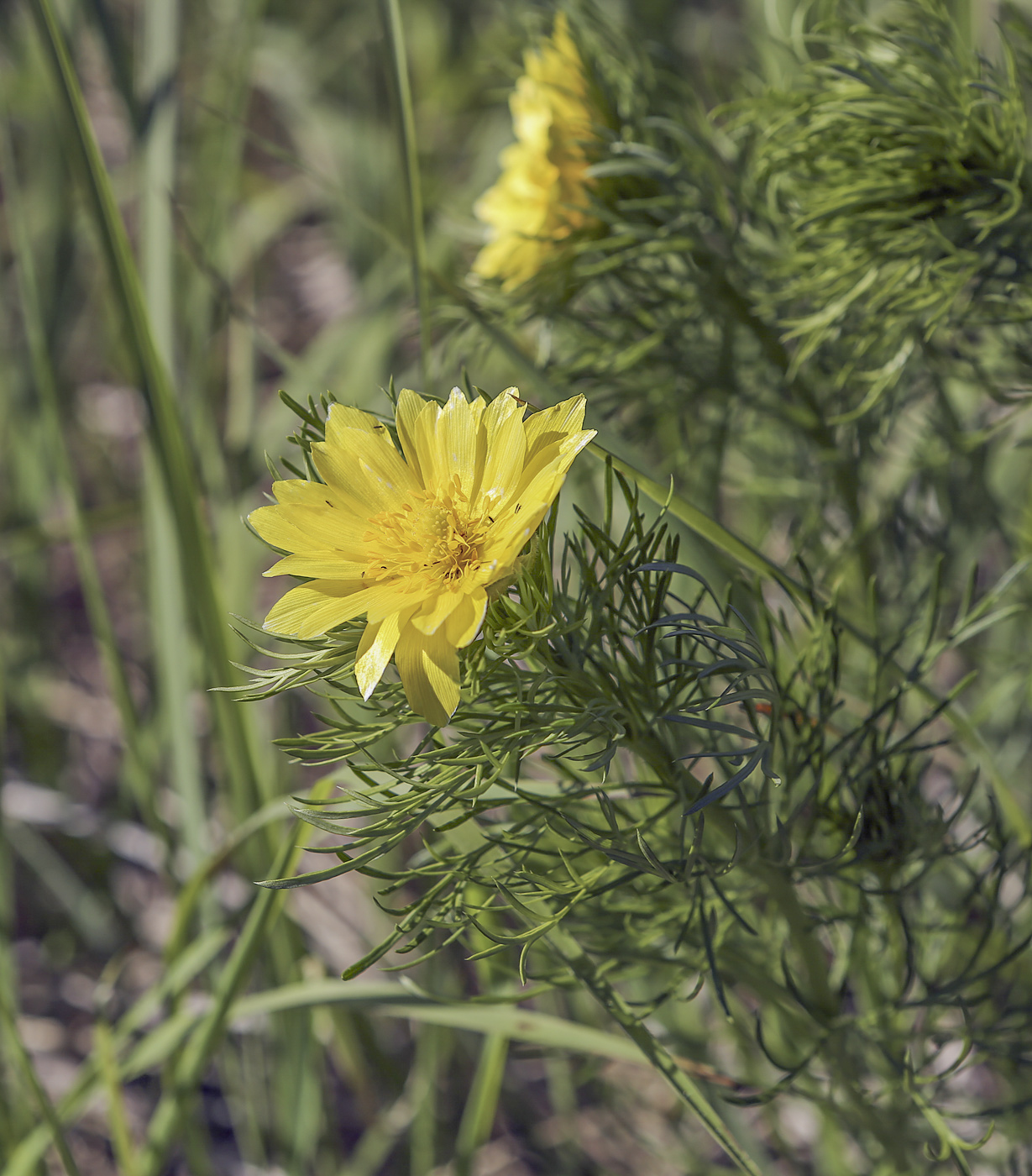 Изображение особи Adonis vernalis.