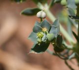 Euphorbia aleppica