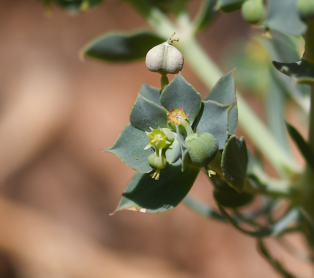 Изображение особи Euphorbia aleppica.