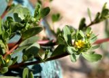 Portulaca oleracea. Ветвь цветущего растения. Казахстан, г. Актау, в вазоне. 22 июня 2021 г.