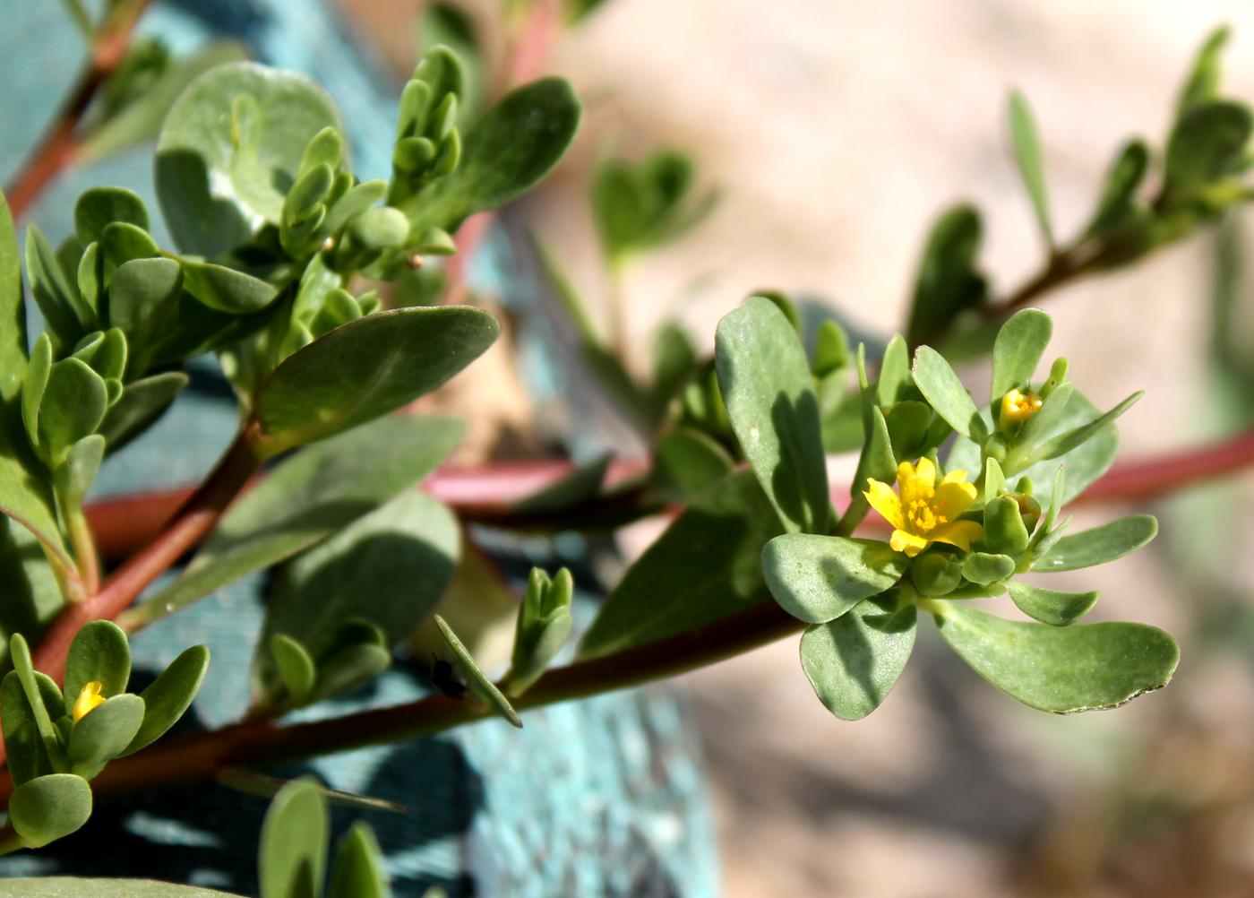 Изображение особи Portulaca oleracea.