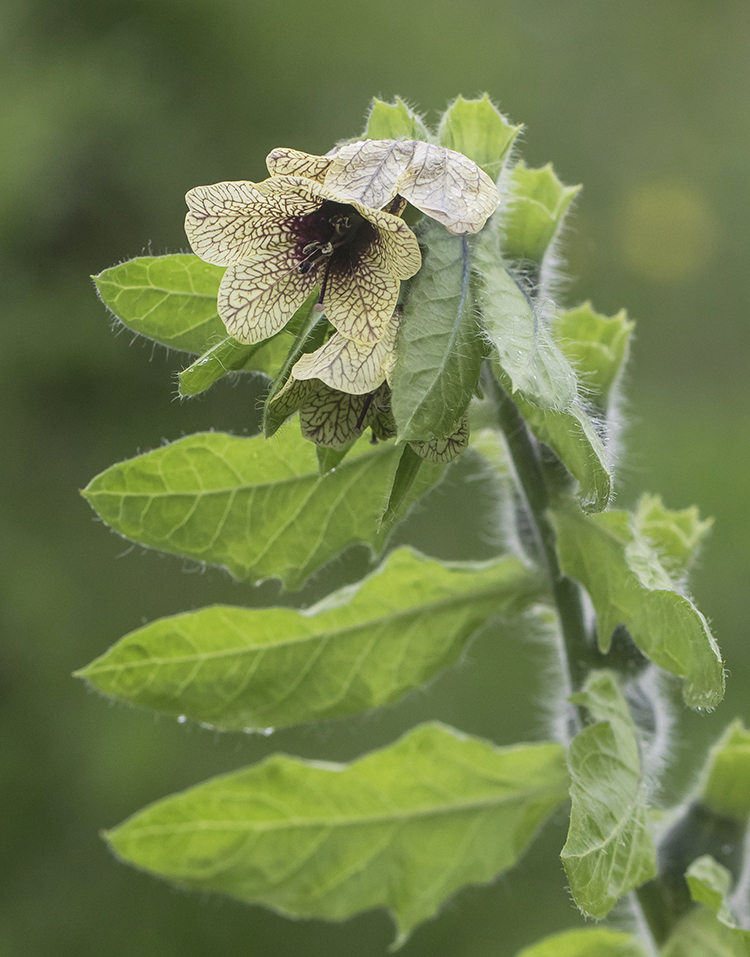 Изображение особи Hyoscyamus niger.