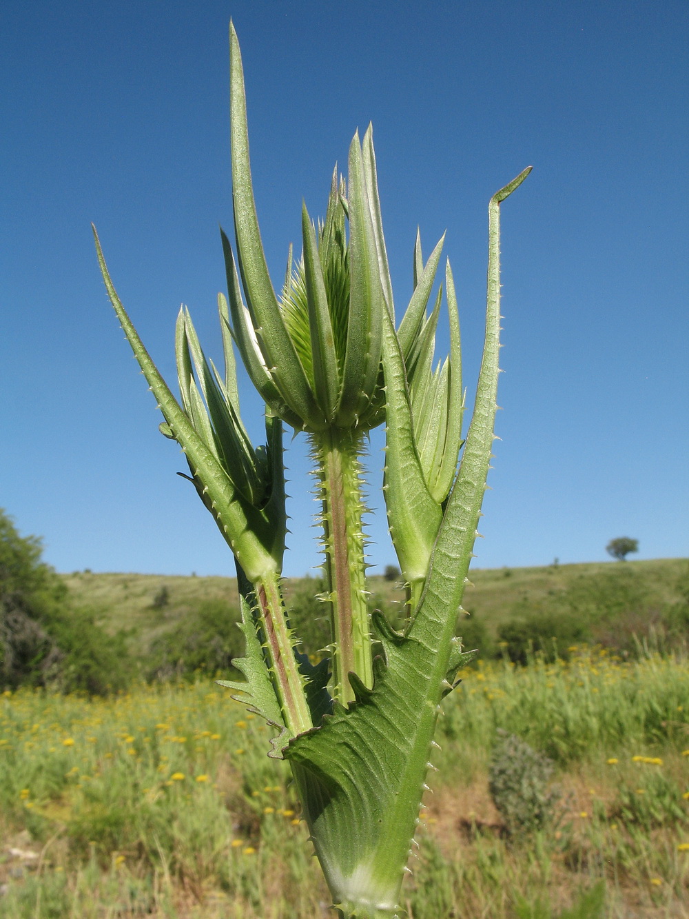 Изображение особи Dipsacus laciniatus.