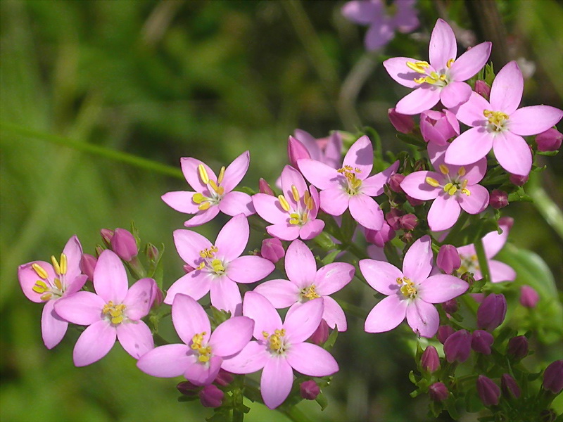 Изображение особи Centaurium erythraea.