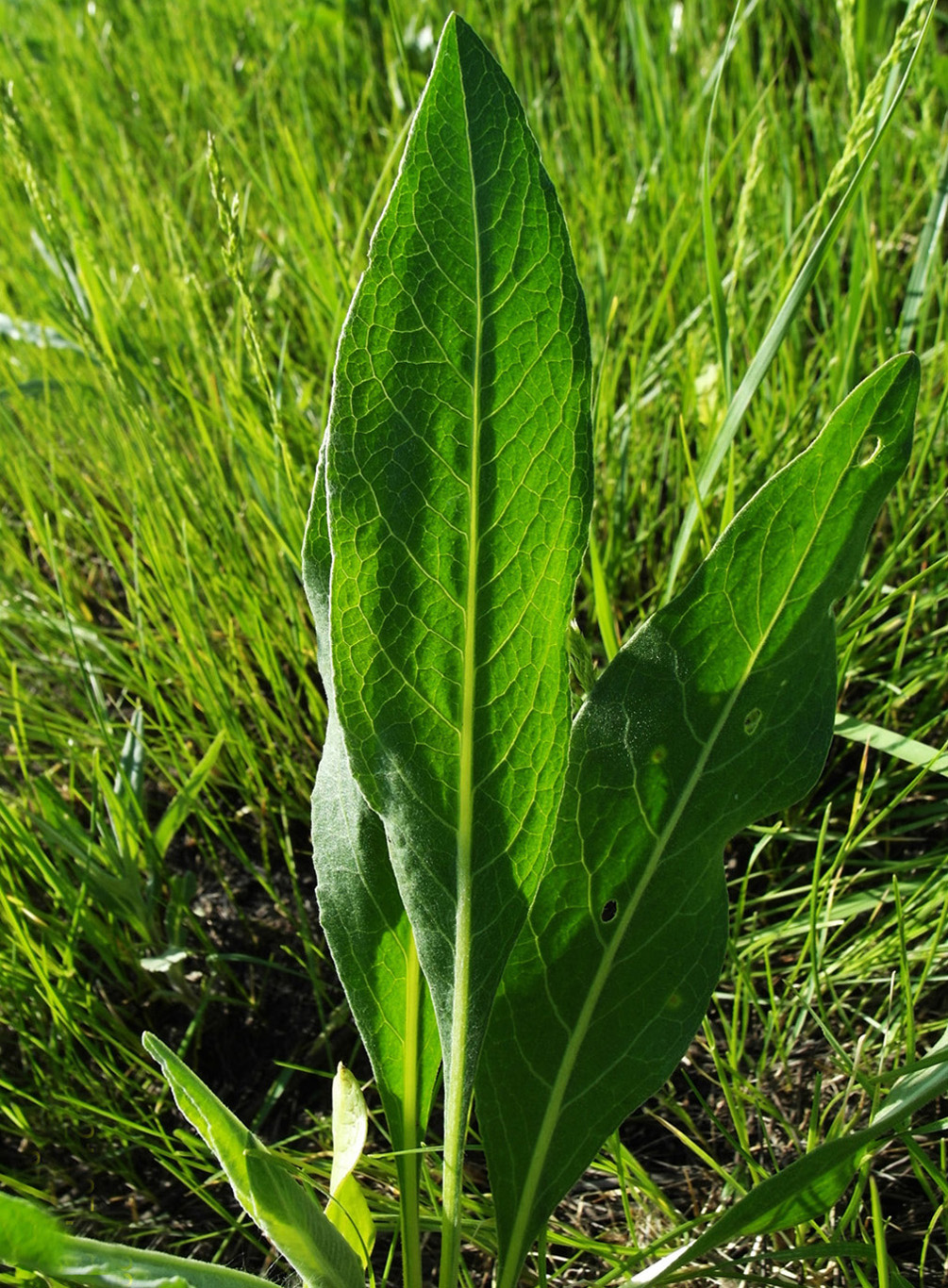 Изображение особи Chartolepis intermedia.