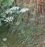 Ammi majus