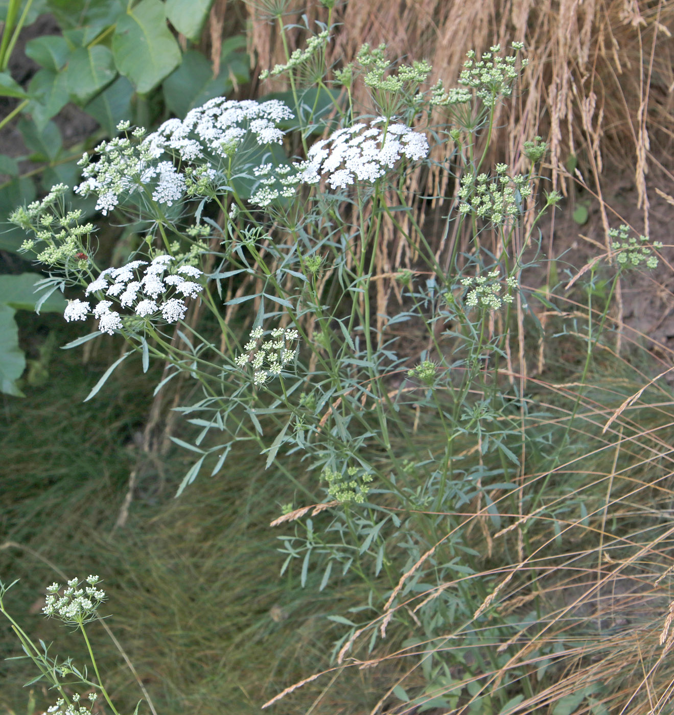 Изображение особи Ammi majus.