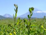 Polygonum aviculare. Верхушки цветущих растений (на заднем плане Авачинская группа вулканов). Камчатский край, Елизовский район, окрестности Зеленовских озёр, разнотравный луг. 27.07.2009.