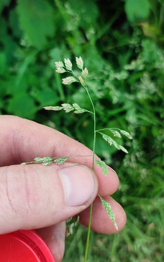 Image of Poa annua specimen.