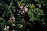 Penstemon digitalis