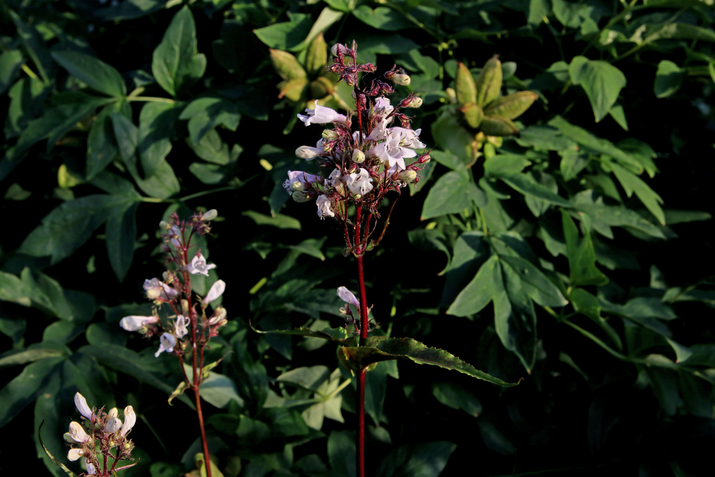 Image of Penstemon digitalis specimen.