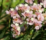 Limonium sinuatum