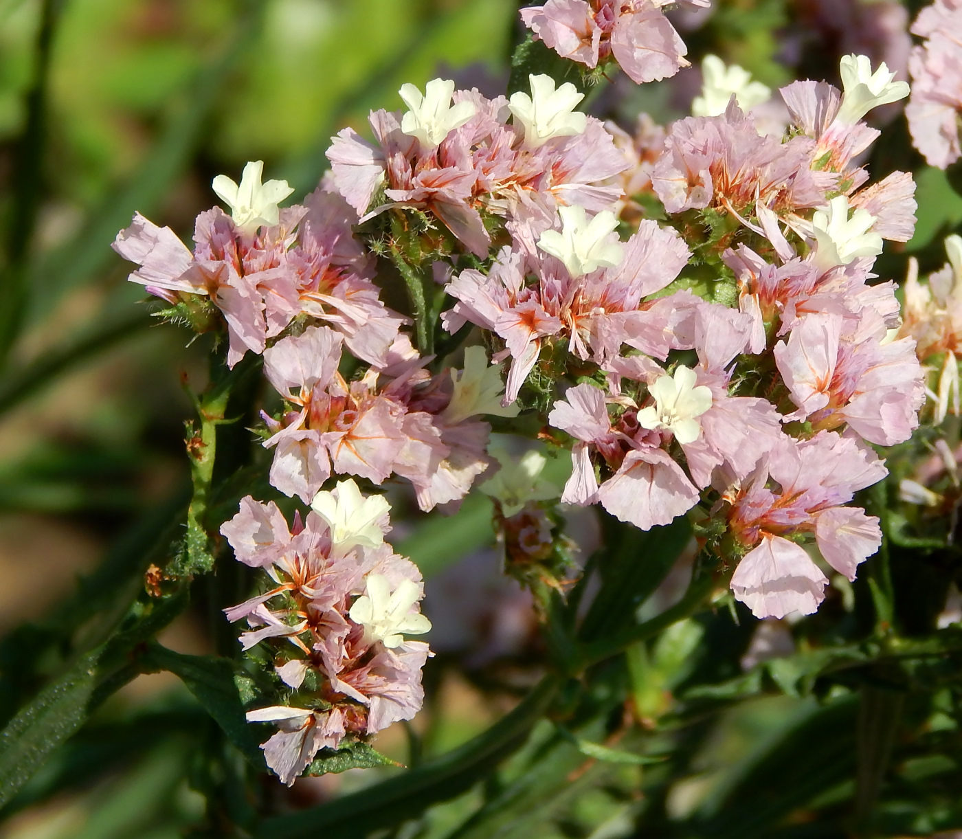 Image of Limonium sinuatum specimen.