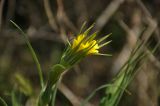 genus Tragopogon. Распускающееся соцветие. Крым, Ленинский р-н, с. Новоотрадное, заросли Elaeagnus angustifolia на окраине песчаного пляжа. 10.05.2021.