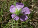 Geranium wlassovianum