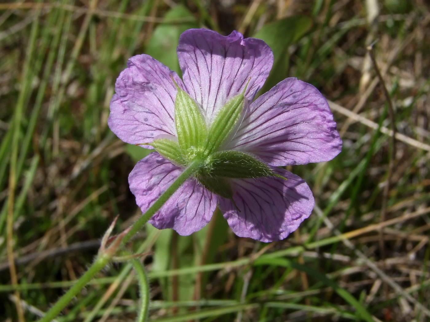 Image of Geranium wlassovianum specimen.