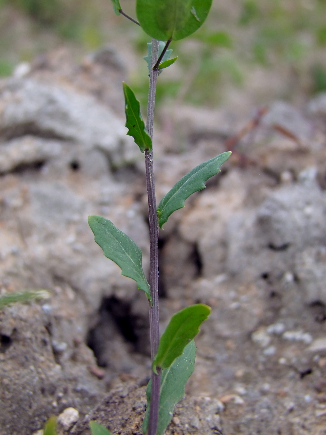 Image of Thlaspi arvense specimen.