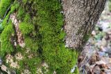Anomodon viticulosus. Вегетирующие растения на стволе дерева. Тульская обл., окр. пос. Дубна, лиственный лес Темирёво, на склоне оврага. 21.11.2021.