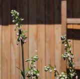 View full-size image Lilium pilosiusculum