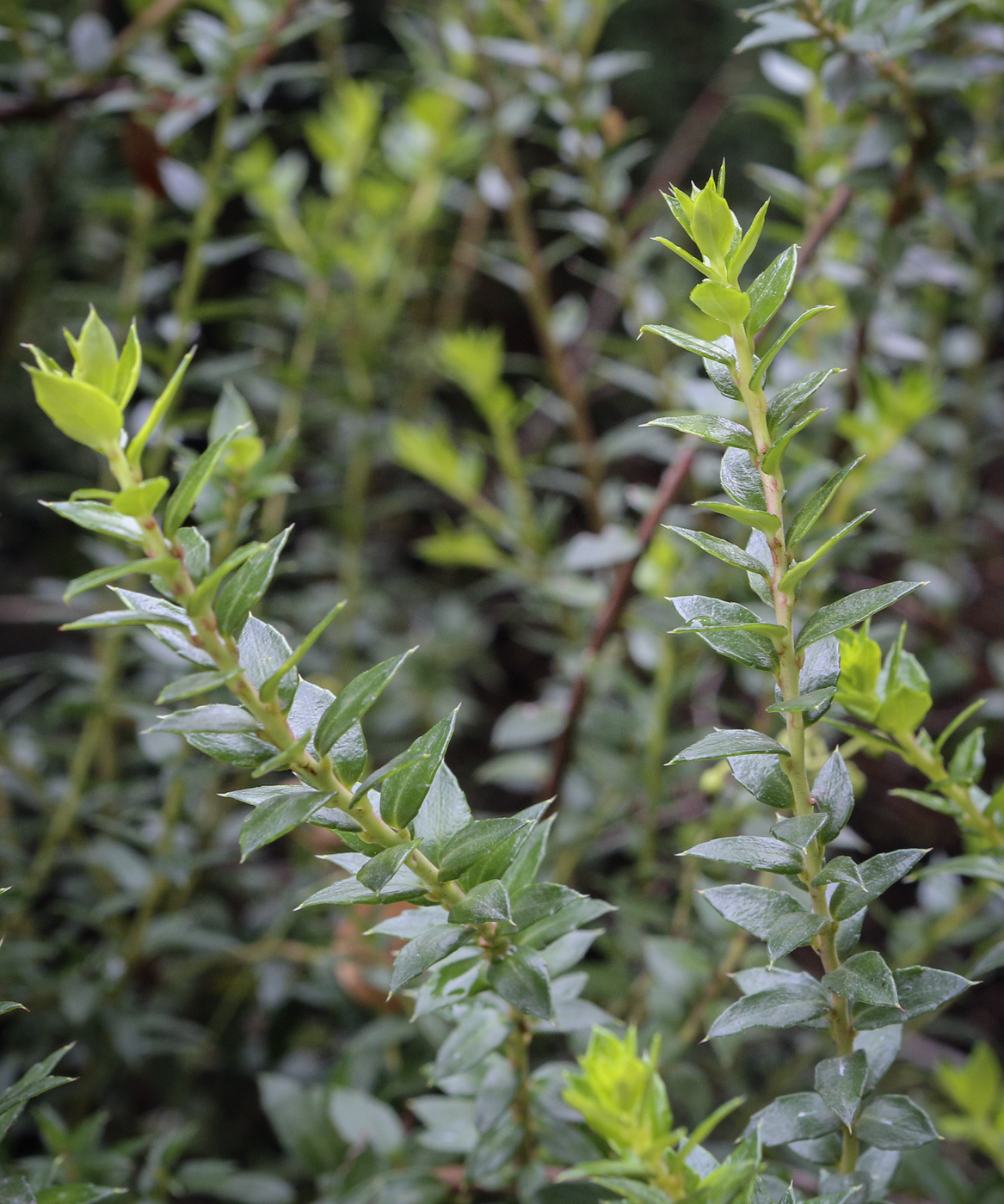 Image of Pernettya mucronata specimen.