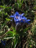 Gentiana septemfida