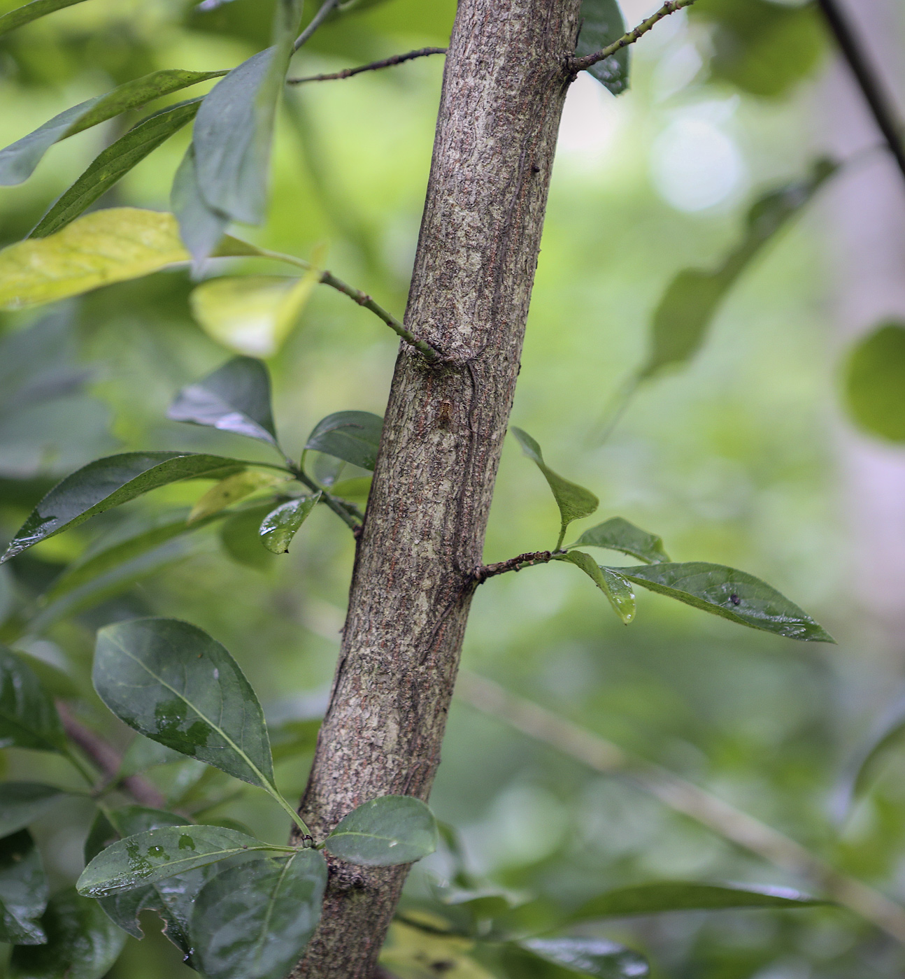 Изображение особи род Euonymus.