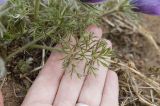 Pulsatilla turczaninovii