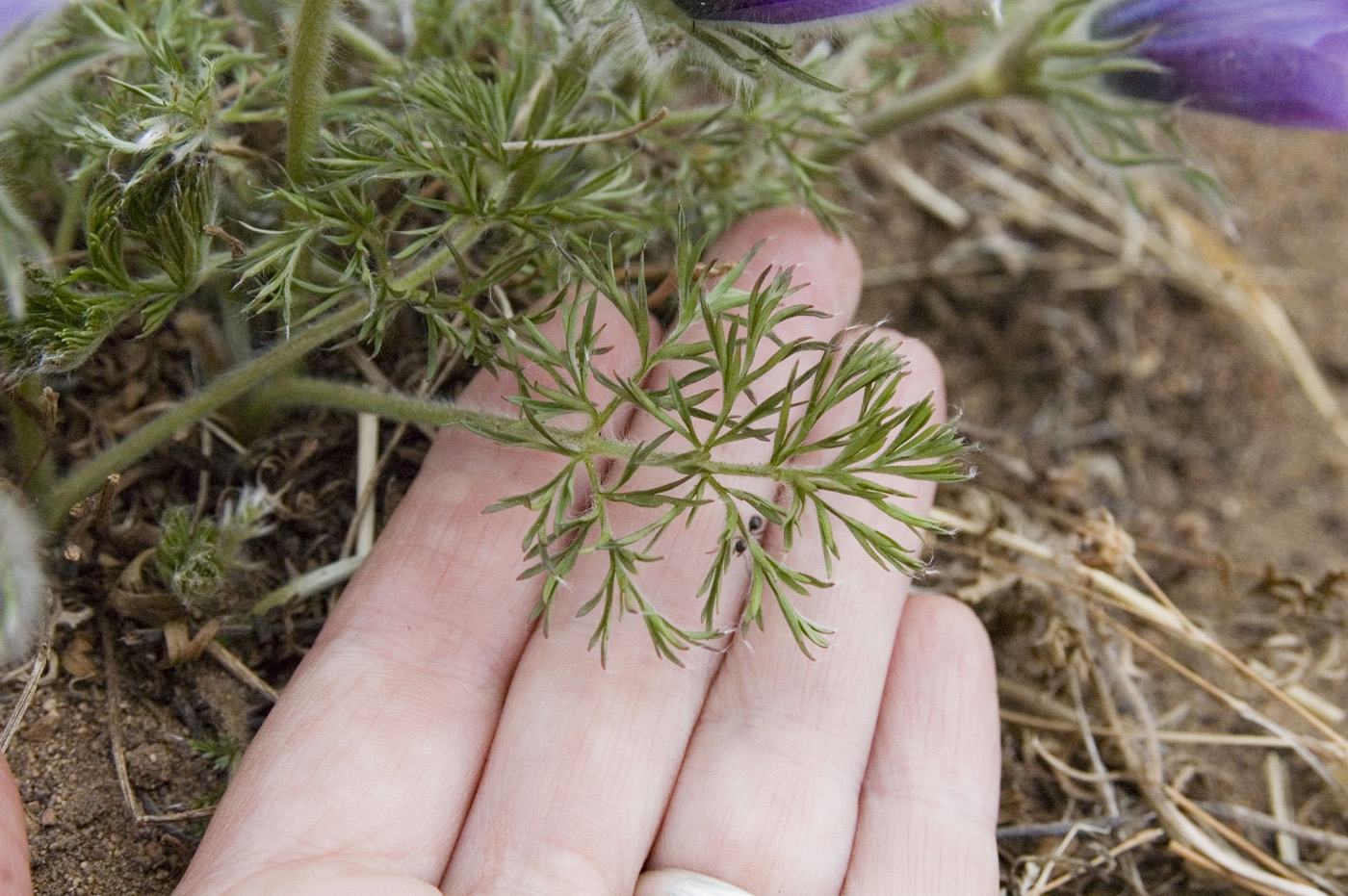 Image of Pulsatilla turczaninovii specimen.