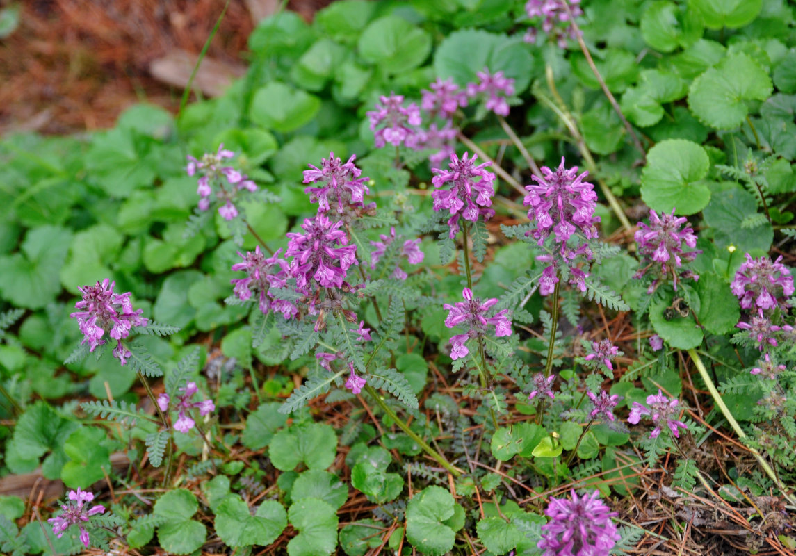 Изображение особи Pedicularis verticillata.