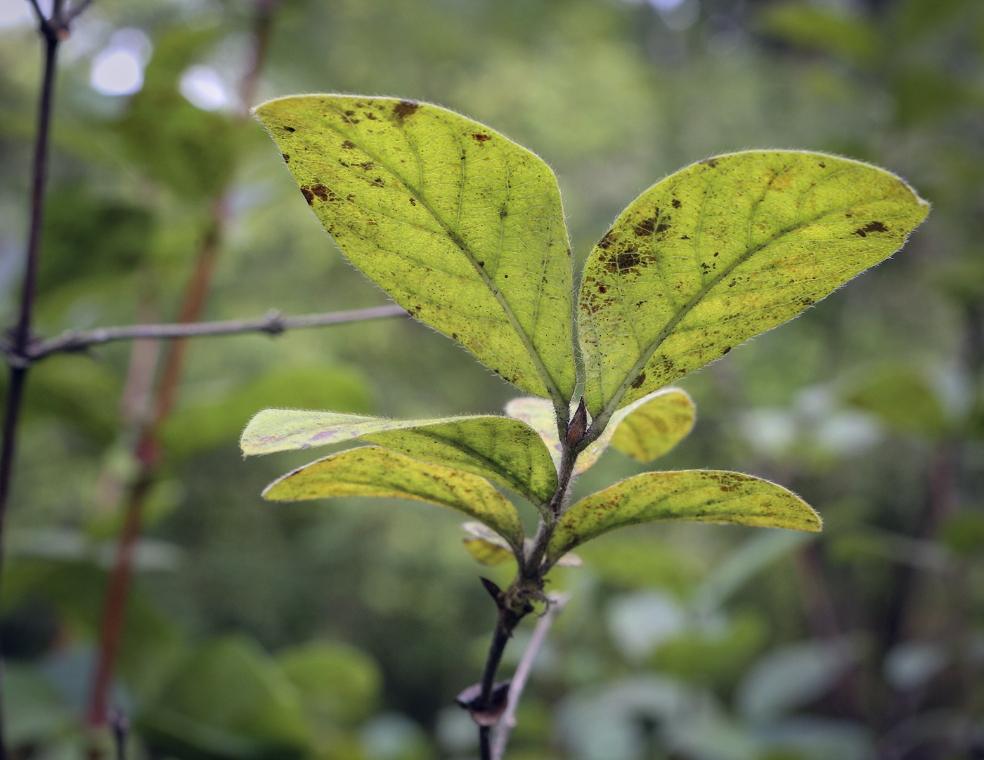 Image of Lonicera caerulea specimen.