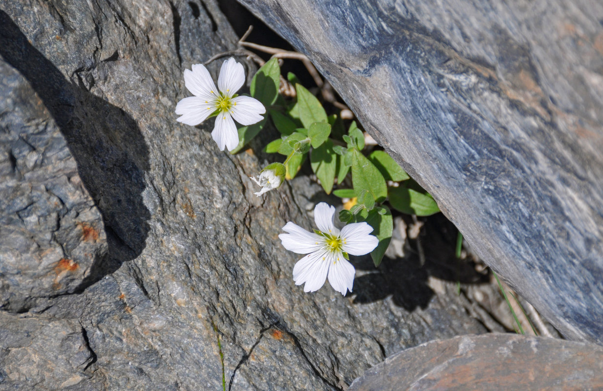 Image of Cerastium lithospermifolium specimen.