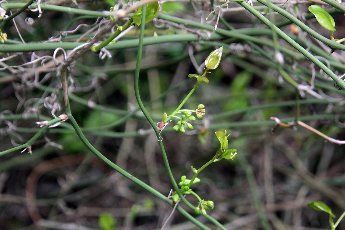 Изображение особи Smilax excelsa.