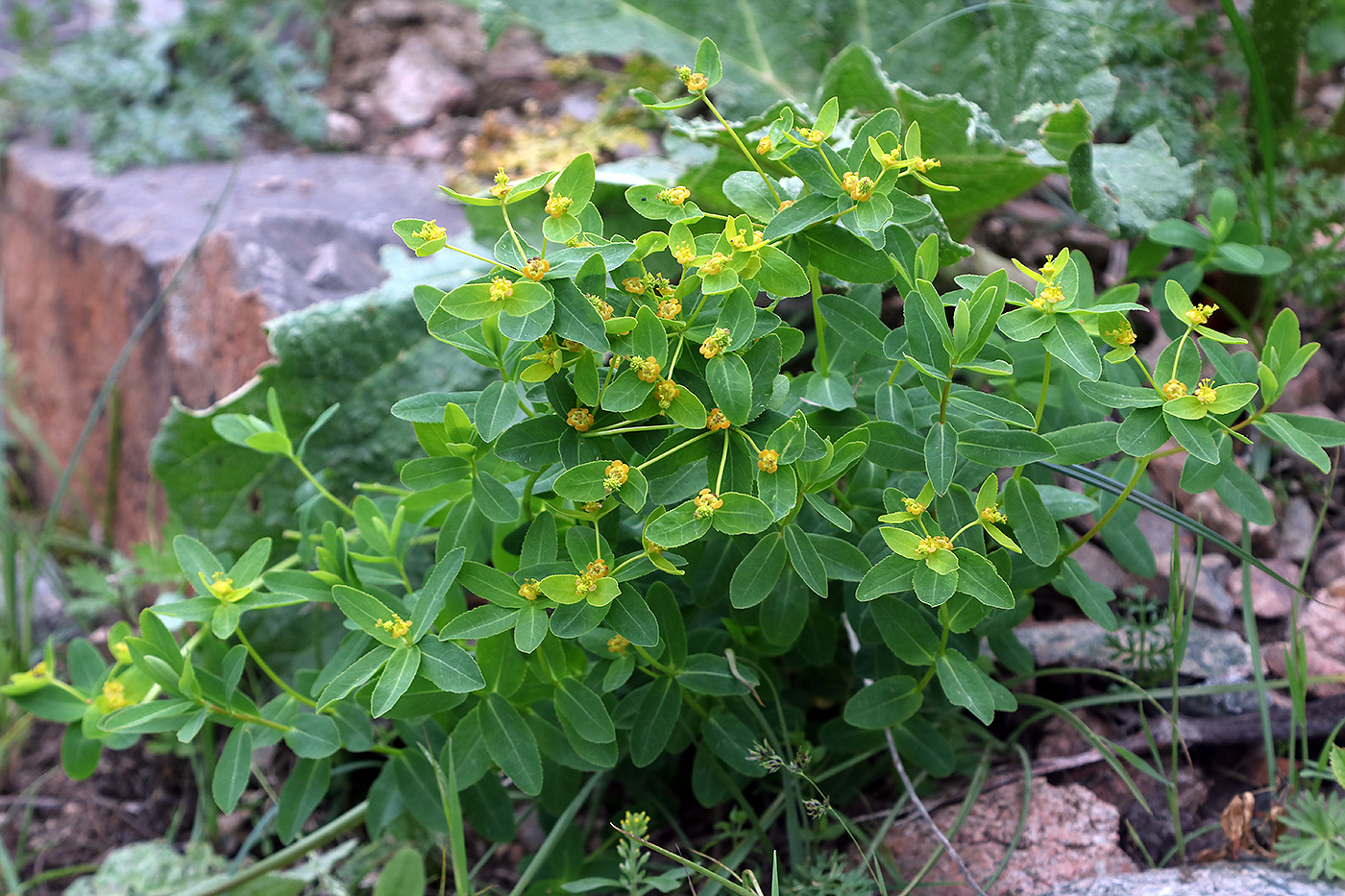 Изображение особи Euphorbia talastavica.