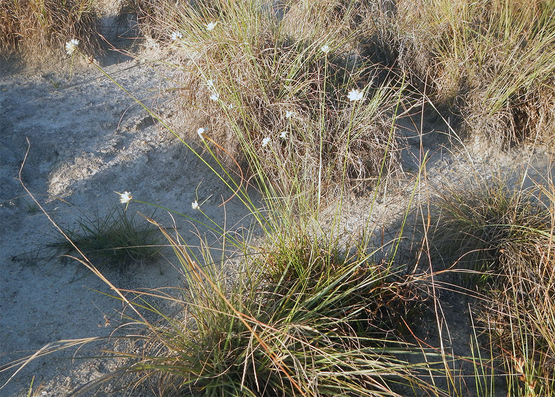 Image of genus Cyperus specimen.