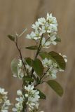 Amelanchier spicata. Цветущая ветвь. Ленинградская обл., окр. пос. Большая Ижора, берег Финского залива, разнотравно-злаковый луг на песке за береговым валом. 29.05.2022.