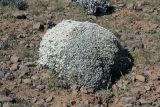 семейство Asteraceae. Цветущее растение. Эфиопия, провинция Бале, аураджа Фасиль, национальный парк \"Горы Бале\", плато Санети, высота 4100 м н.у.м. 28.12.2014.