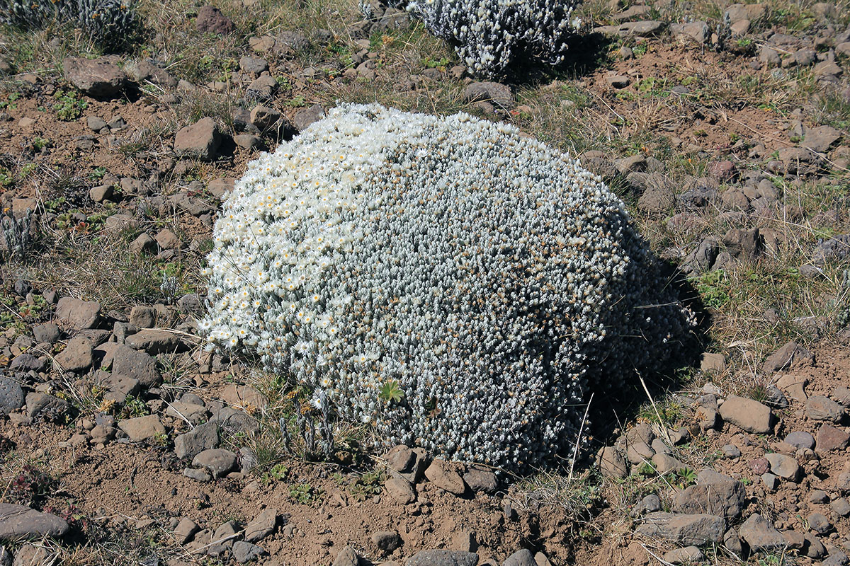 Image of familia Asteraceae specimen.