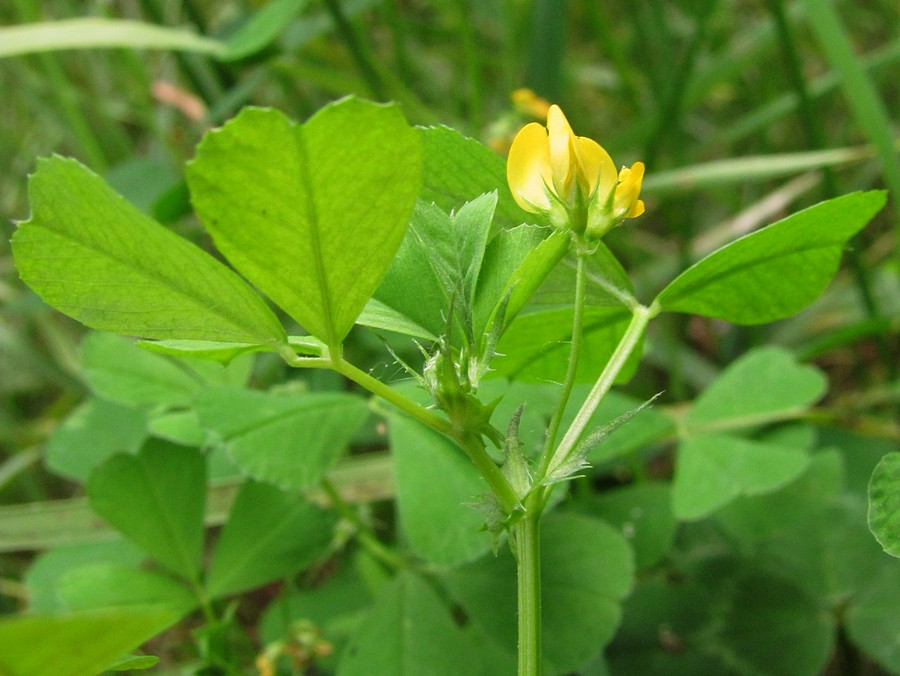 Image of Medicago arabica specimen.