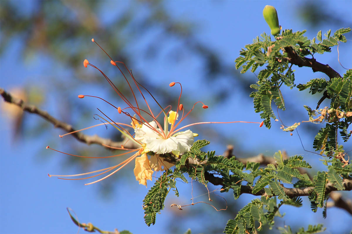 Image of familia Fabaceae specimen.