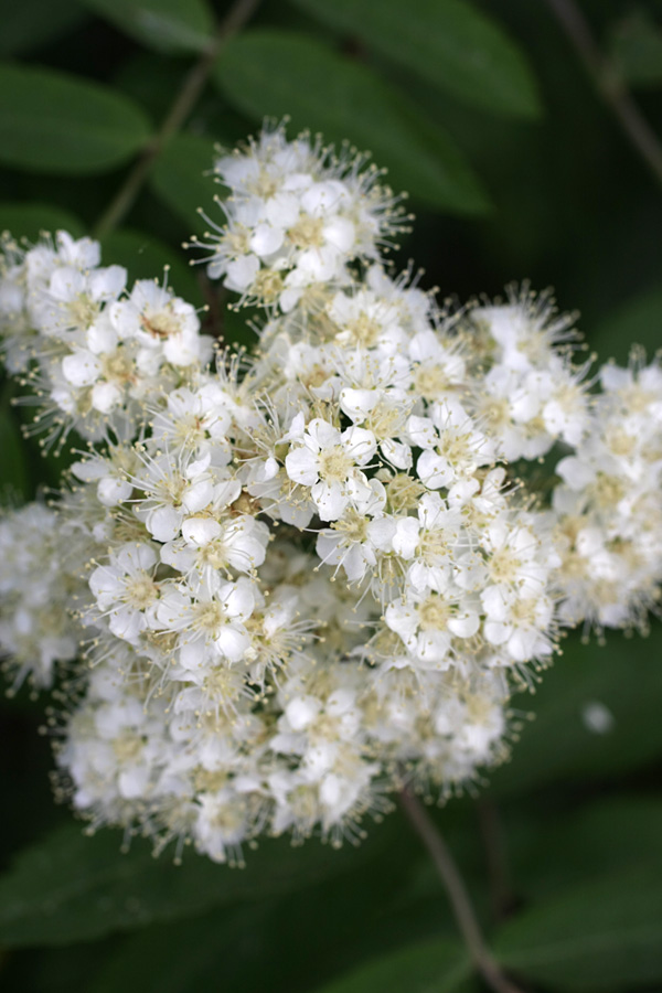 Image of Sorbus aucuparia specimen.