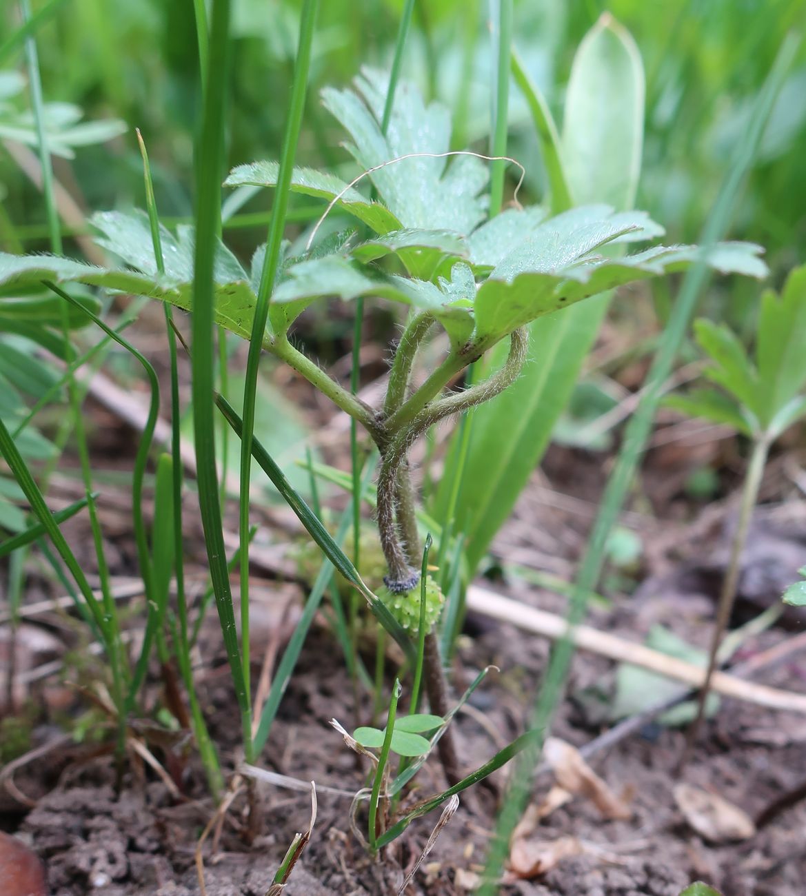 Image of Anemone blanda specimen.