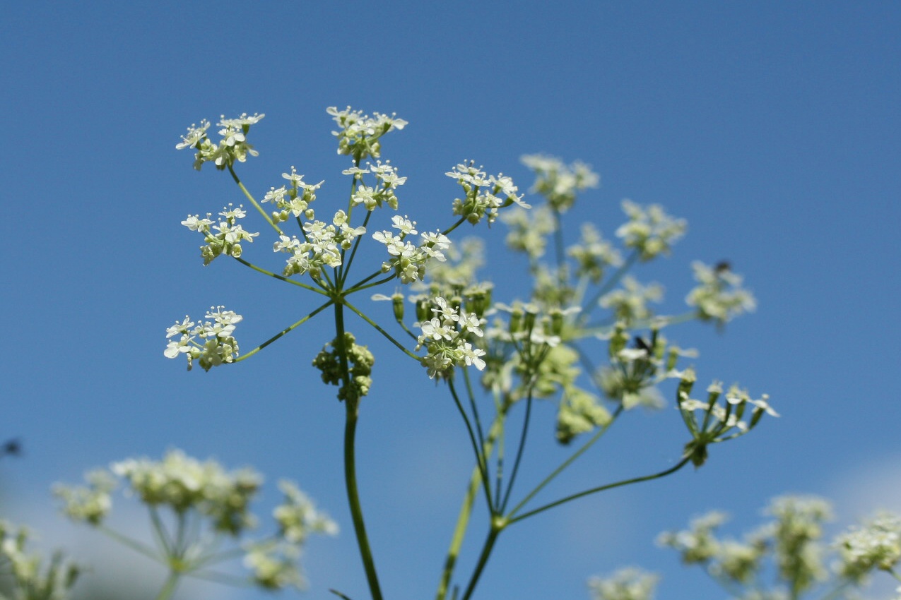 Image of Anthriscus sylvestris specimen.